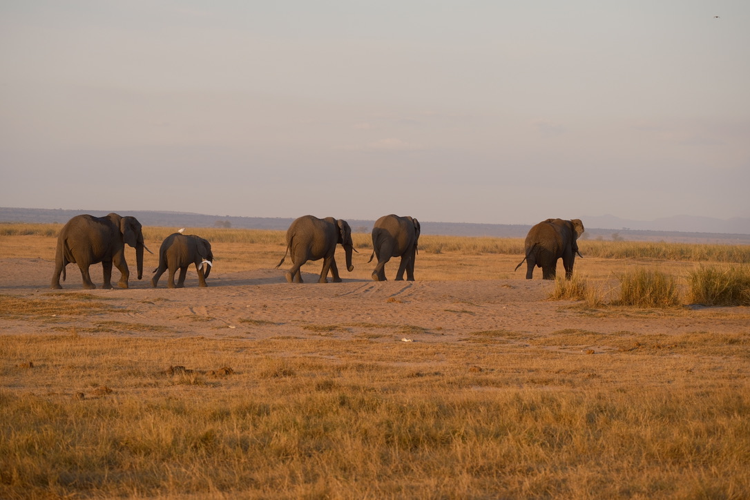 An elephant herd heading back to the Kilimanjaro foothills as night approaches.